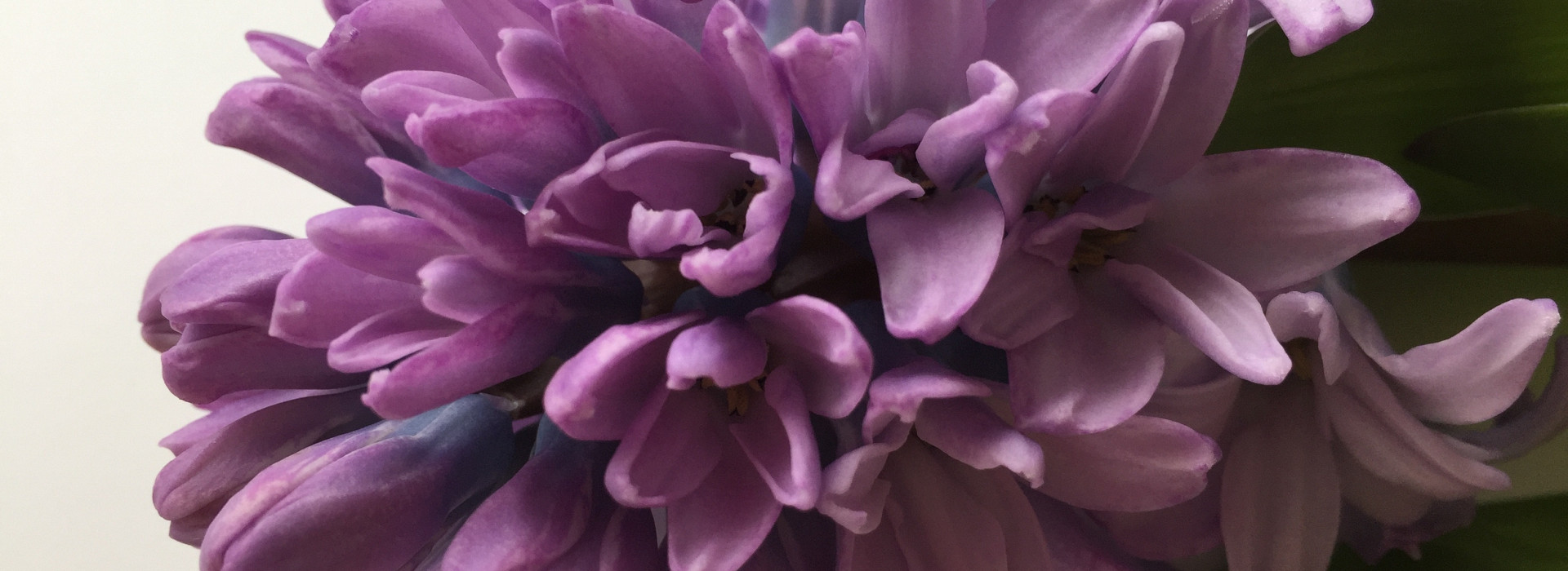 Hyacinth