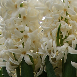 Hyacinthus White Pearl 14/15