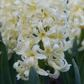 Hyacinthus Gipsy Princess 15/16