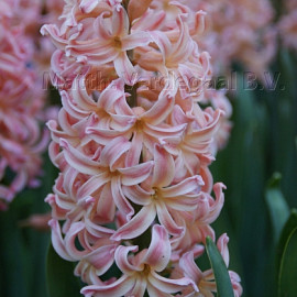 Hyacinthus Gipsy Queen 15/16