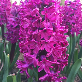 Hyacinthus Woodstock 18/19