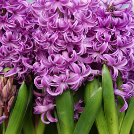 Hyacinthus Purple Sensation 15/16