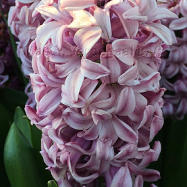 Hyacinthus Splendid Cornelia 16/17