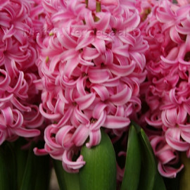Hyacinthus Pink Pearl 15/16