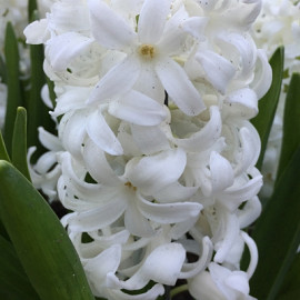 Hyacinthus Fairly (Fairy White) 17/18
