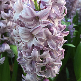 Hyacinthus Purple Star 16/17