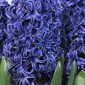 Hyacinthus (prep) Blue Pearl ® 17/18