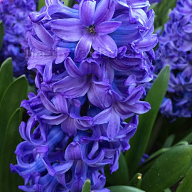 Hyacinthus (prep) Delft Blue 14/15