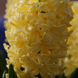 Hyacinthus Yellowstone 15/16