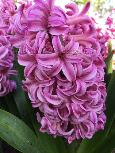 Hyacinthus Anna Liza