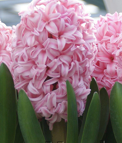 Hyacinthus Anna Marie