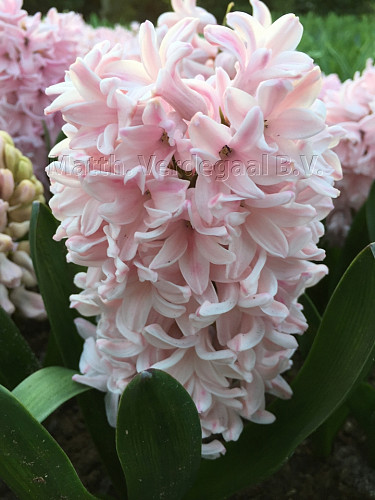 Hyacinhus Apricot Passion