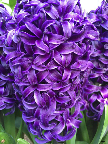 Hyacinthus Aida