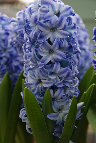 Hyacinthus Aqua