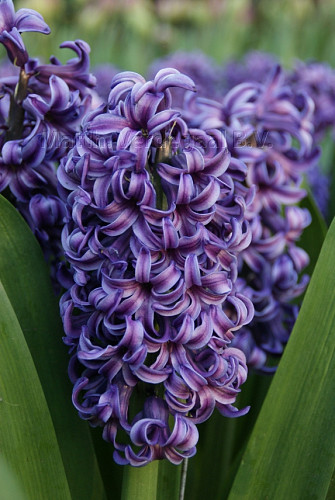 Hyacinthus Atlantic