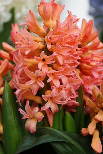 Hyacinthus Bestseller