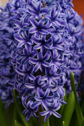 Hyacinthus Blue Jacket
