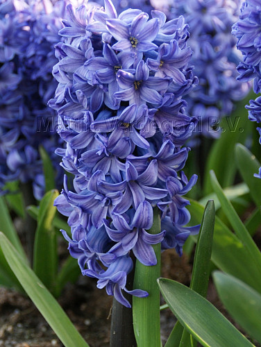 Hyacinthus Blue Star