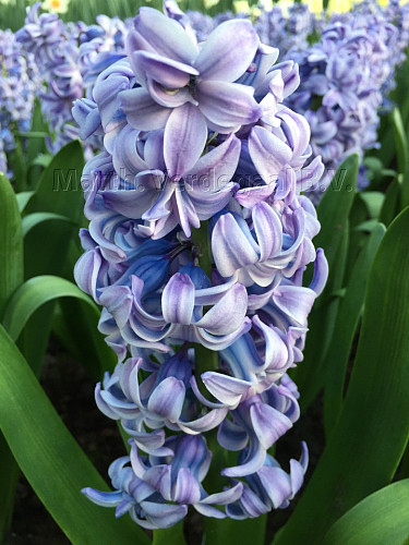 Hyacinthus Blue Tango