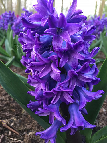 Hyacinthus Blue Trophy