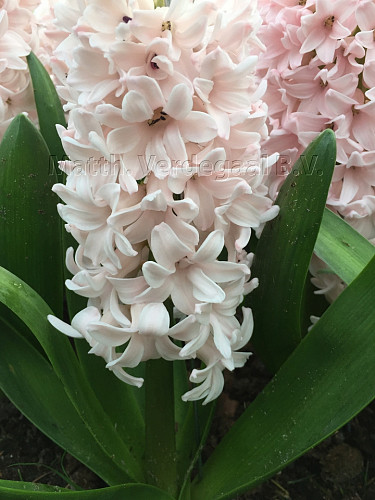 Hyacinthus China Pink