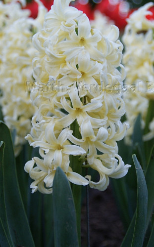 Hyacinthus Gipsy Princess