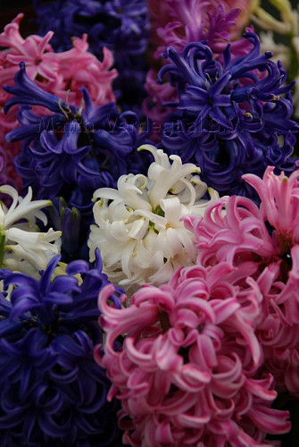 Hyacinthus Pearls Passion