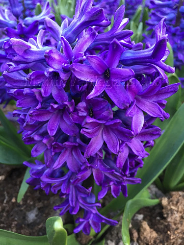 Hyacinthus Peter Stuyvesant