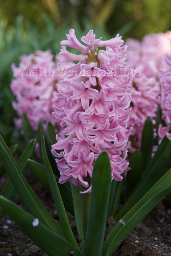 Hyacinthus Pink Surprise
