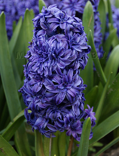 Hyacinthus Royal Navy