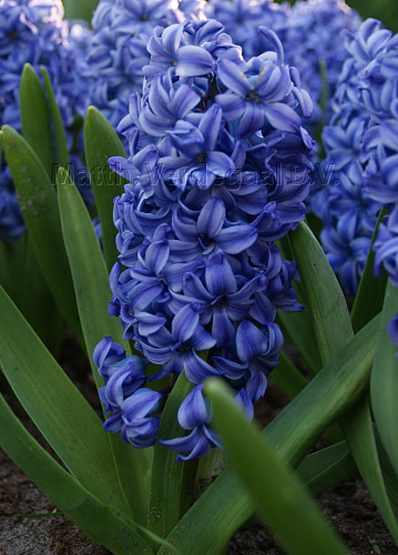Hyacinthus Sky Jacket
