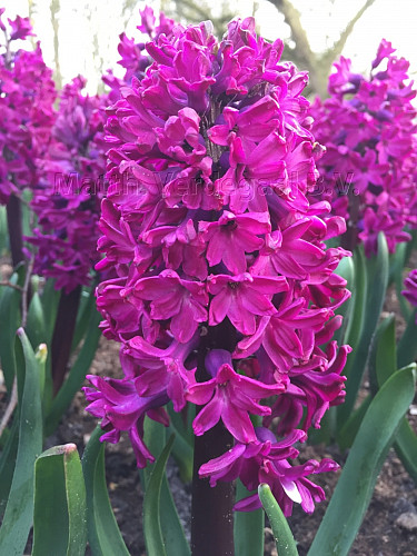 Hyacinthus Woodstock