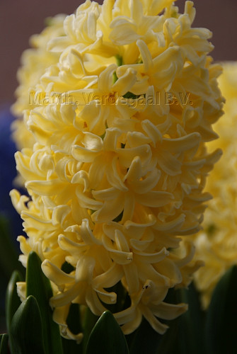 Hyacinthus Yellowstone