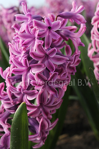 Hyacinthus Aladdin