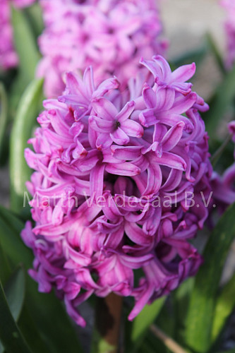 Hyacinthus Amethyst