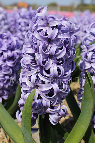 Hyacinthus Chicago