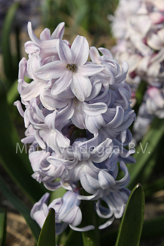Hyacinthus City Of Bradford