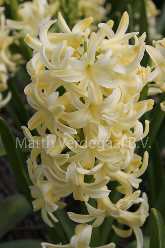 Hyacinthus City Of Haarlem