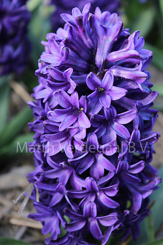 Hyacinthus Discovery