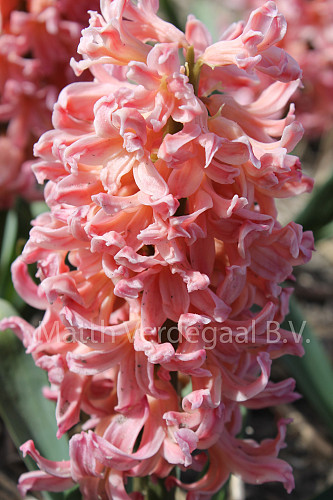 Hyacinthus Gipsy Queen