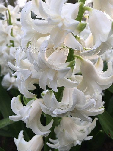 Hyacinthus Madame Sophie