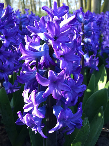 Hyacinthus Minos