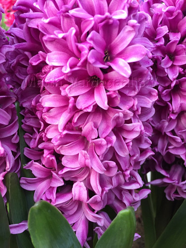 Hyacinthus Miss Saigon