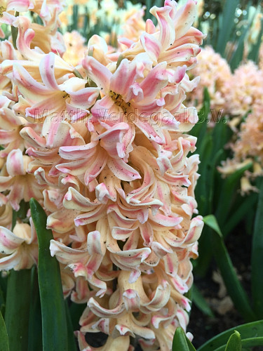 Hyacinthus Odysseus