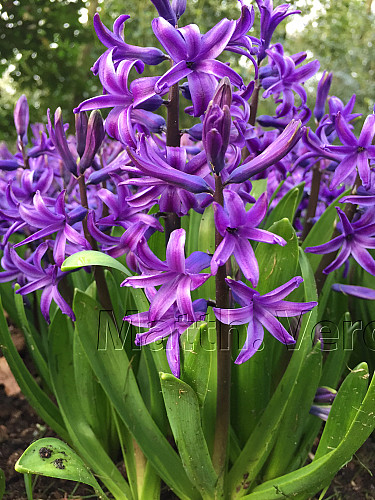Hyacinthus Orientalis Blue (multiflora)