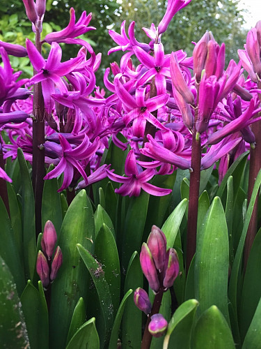 Hyacinthus Orientalis Purple (multiflora)