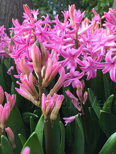 Hyacinthus Orientalis Pink (multiflora)