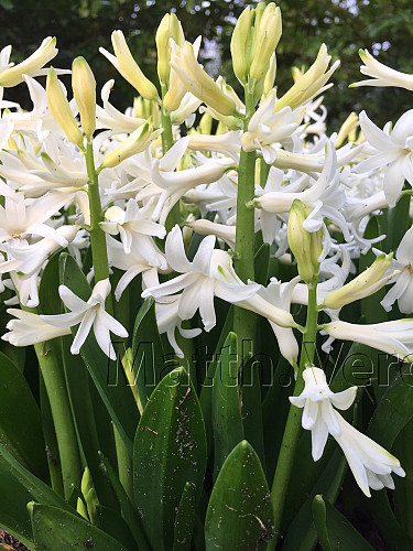 Hyacinthus Orientalis White (multiflora)