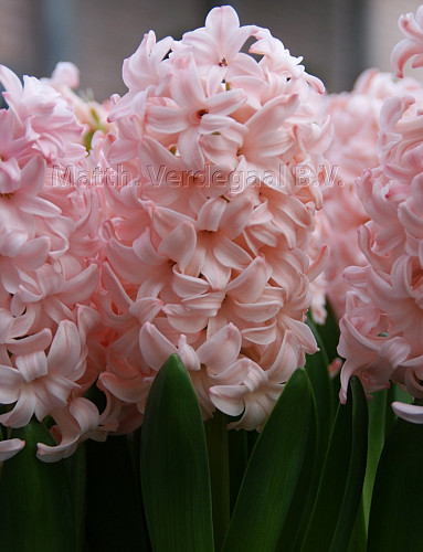 Hyacinthus Pink Elephant