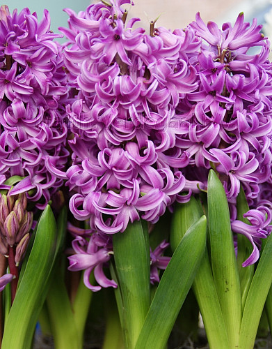 Hyacinthus Purple Sensation